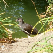 Photo de Foulque macroule