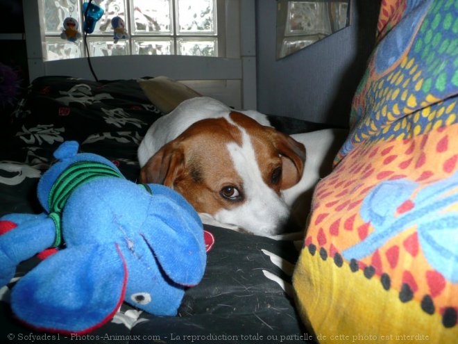 Photo de Beagle