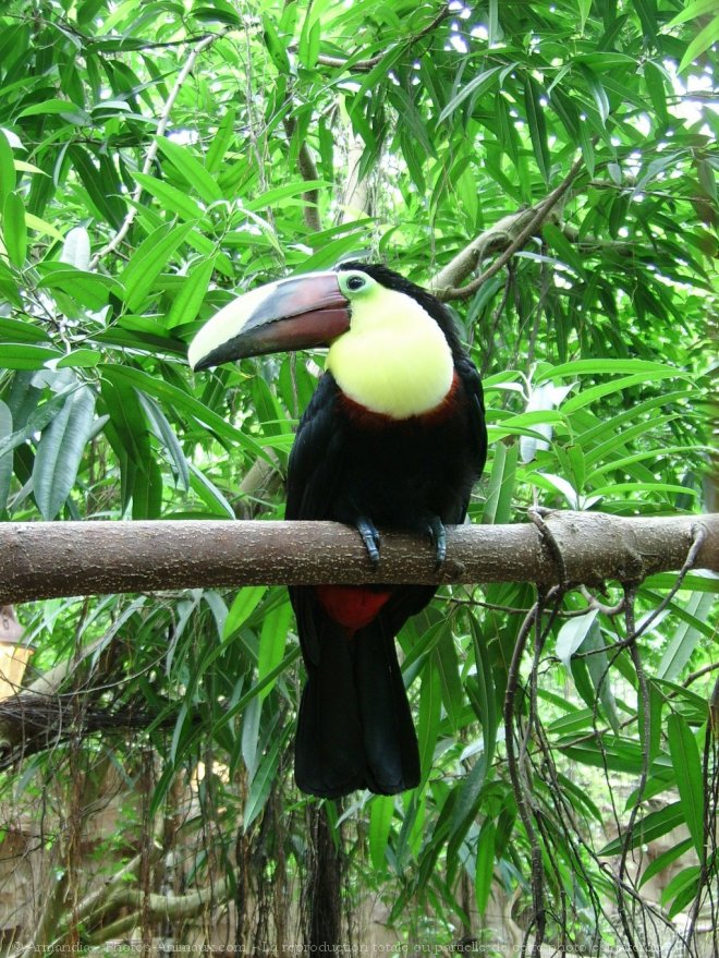 Photo de Toucan de swainson