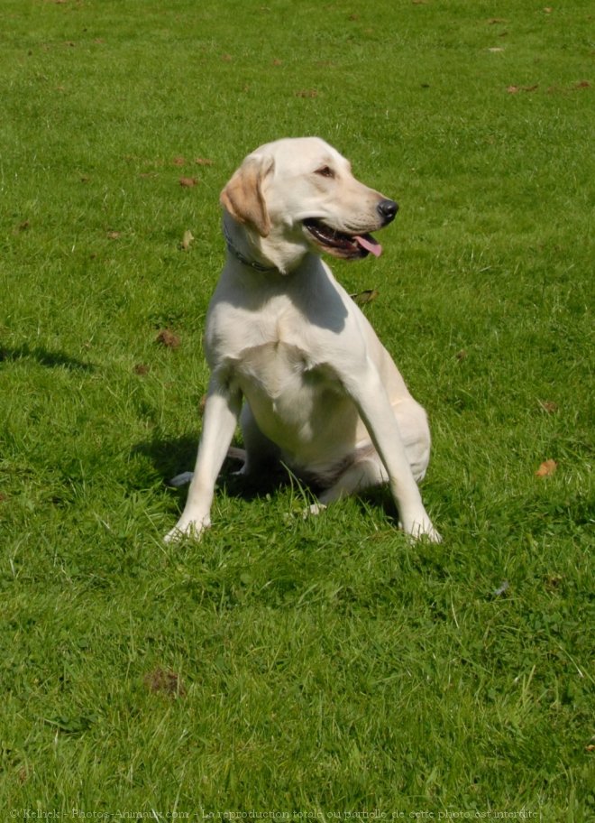 Photo de Labrador retriever