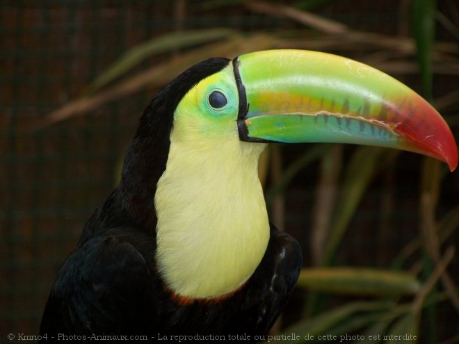 Photo de Toucan  carne