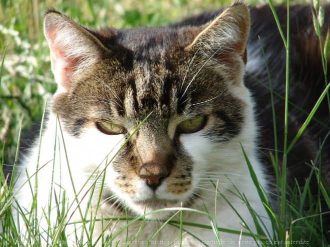 Photo de Chat domestique