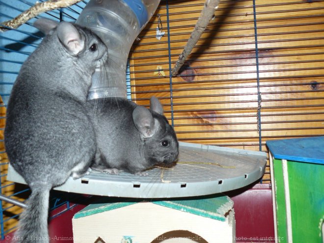 Photo de Chinchilla