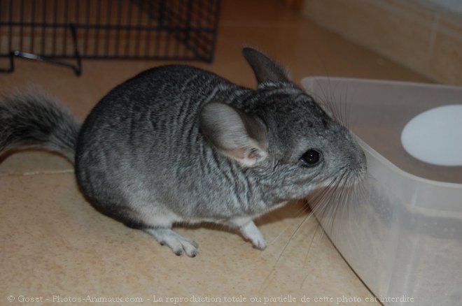 Photo de Chinchilla