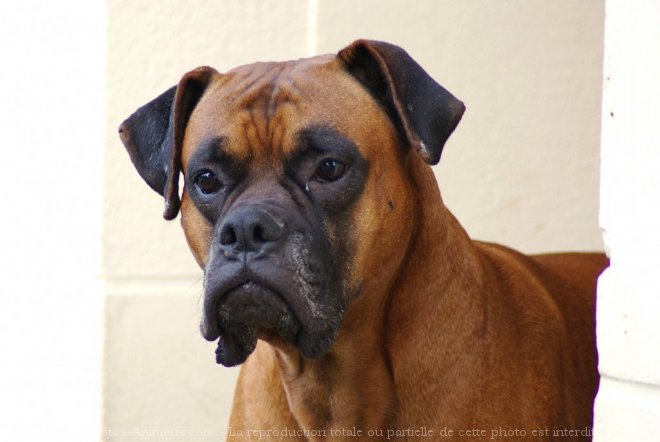 Photo de Boxer