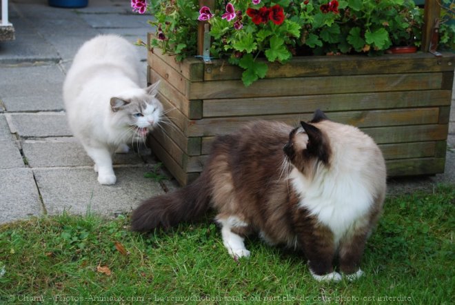 Photo de Ragdoll