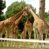 Photo de Girafe