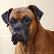 Photo de Boxer