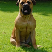 Photo de Bullmastiff