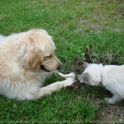 Photo de Races diffrentes