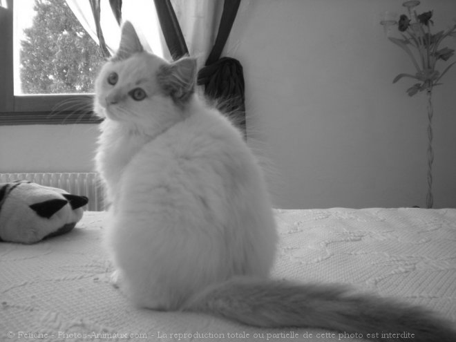 Photo de Ragdoll