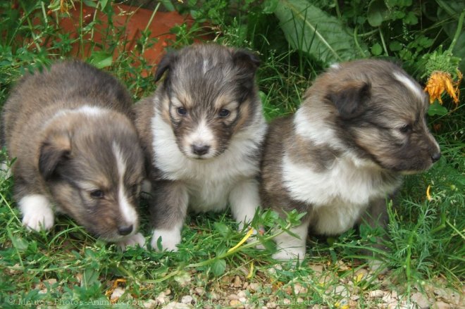 Photo de Chien de berger des shetland