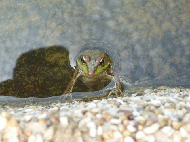 Photo de Grenouille