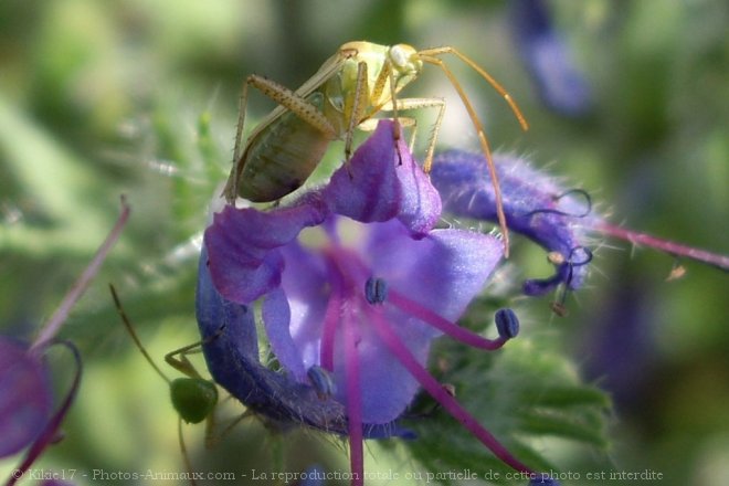 Photo de Coloptre