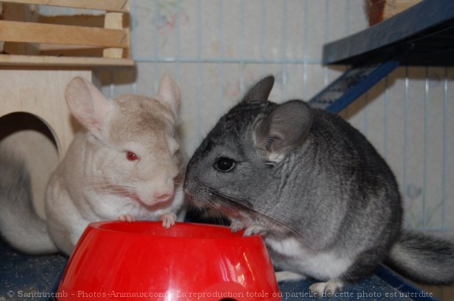 Photo de Chinchilla