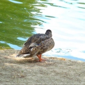 Photo de Canard