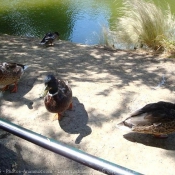 Photo de Canard