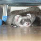 Photo de Furet