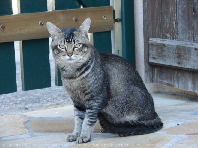 Photo de Chat domestique