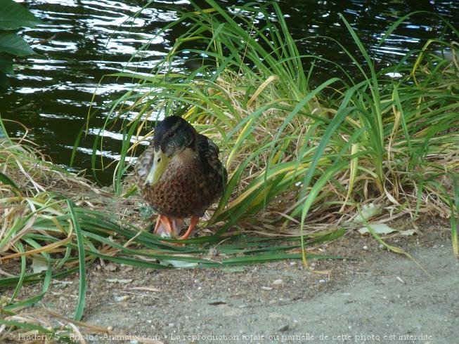 Photo de Canard