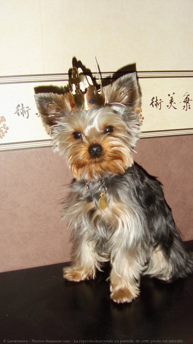 Photo de Yorkshire terrier