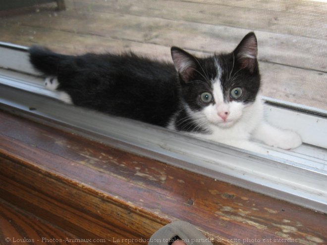 Photo de Chat domestique