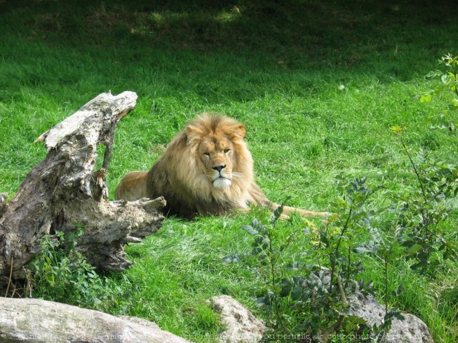 Photo de Lion