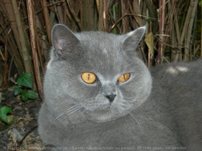 Photo de British shorthair