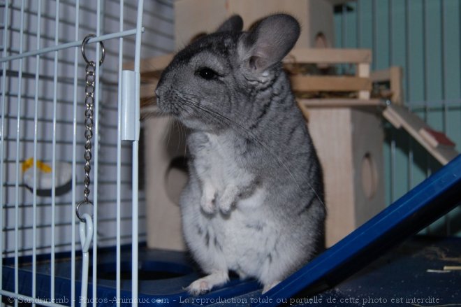 Photo de Chinchilla