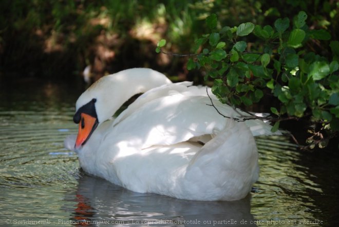 Photo de Cygne