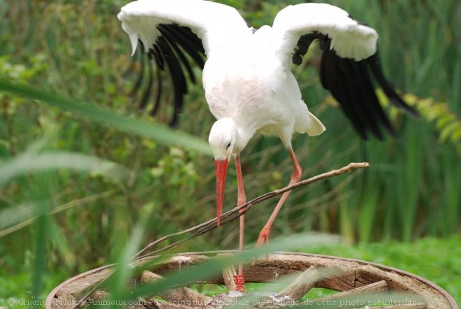 Photo de Cigogne