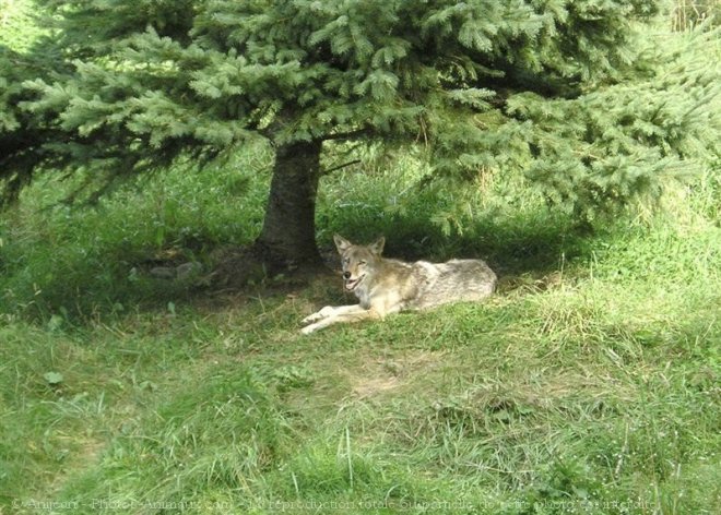 Photo de Coyote