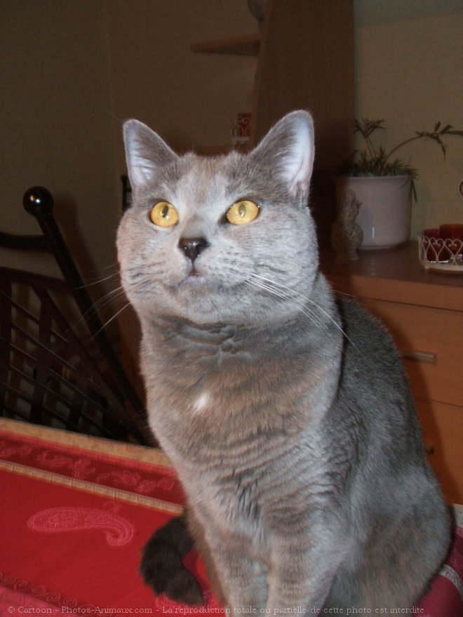 Photo de Chartreux