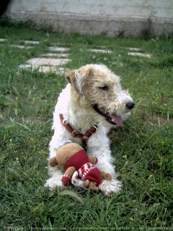 Photo de Fox terrier  poil dur