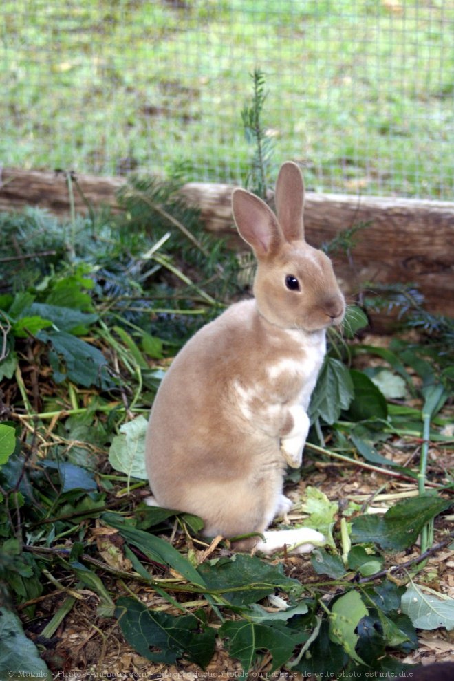 Photo de Lapin