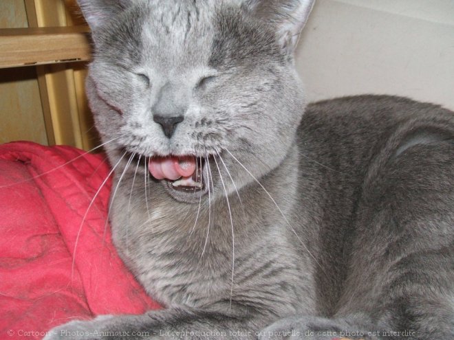 Photo de Chartreux