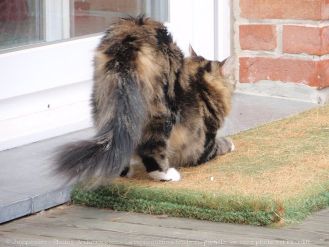 Photo de Chat domestique