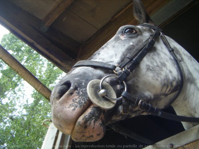 Photo d'Appaloosa