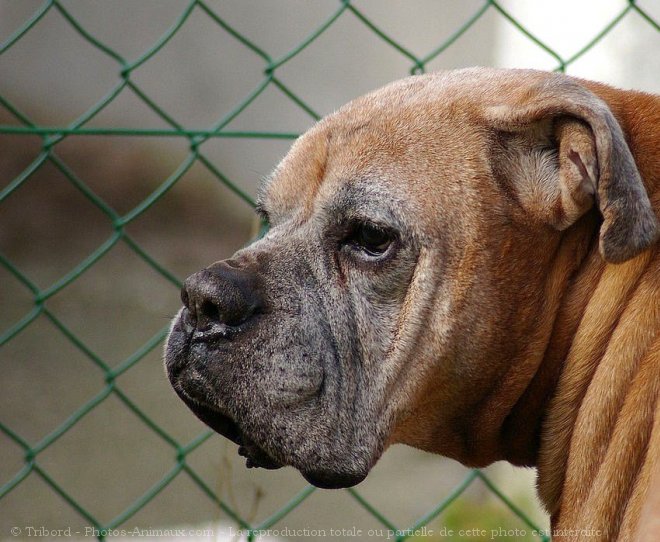 Photo de Boxer