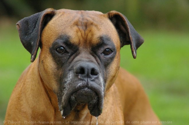 Photo de Boxer