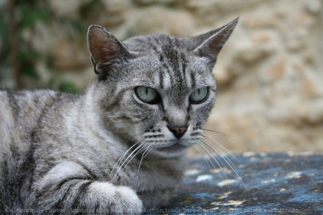 Photo de Chat domestique