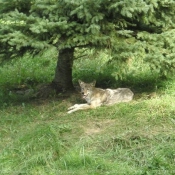 Photo de Coyote