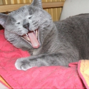 Photo de Chartreux