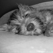 Photo de Cairn terrier