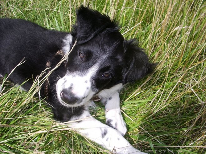 Photo de Border collie