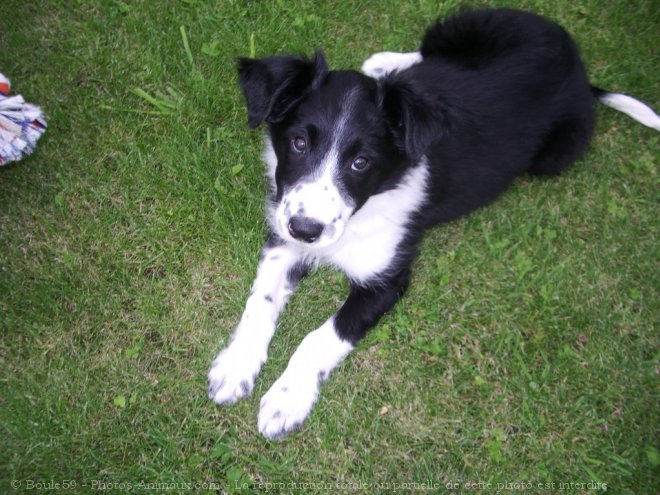 Photo de Border collie