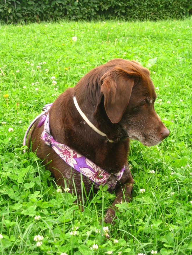 Photo de Labrador retriever