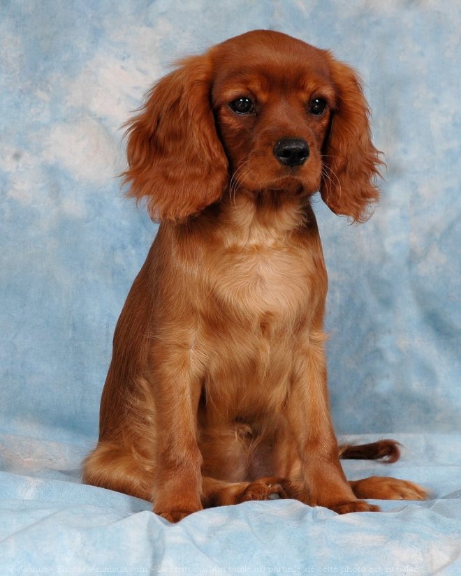 Photo de Cavalier king charles spaniel