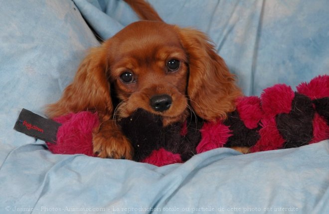 Photo de Cavalier king charles spaniel