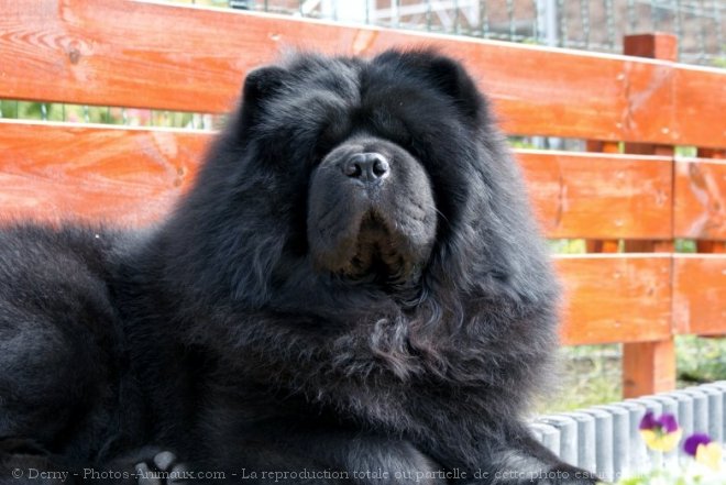 Photo de Chow chow